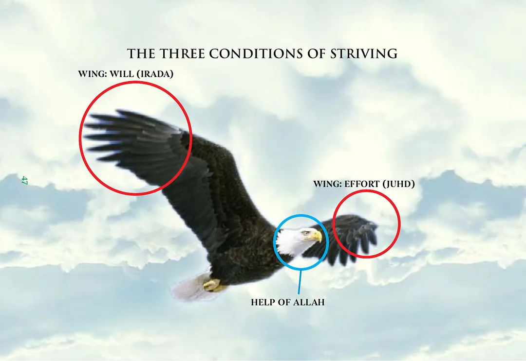 An eagle in flight above cloud, its two wings circled and labelled will (irada) and effort (juhd), with its head circled and labelled the help of Allah